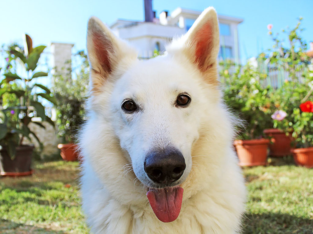 happy the elite white swiss shepherd