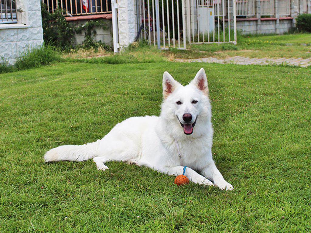 Cover photo icy the white shepherd