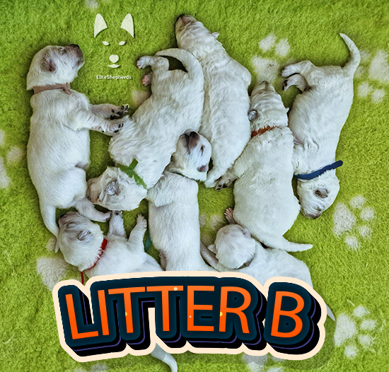 White swiss shepherd litter b