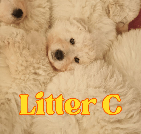 White swiss shepherd litter c